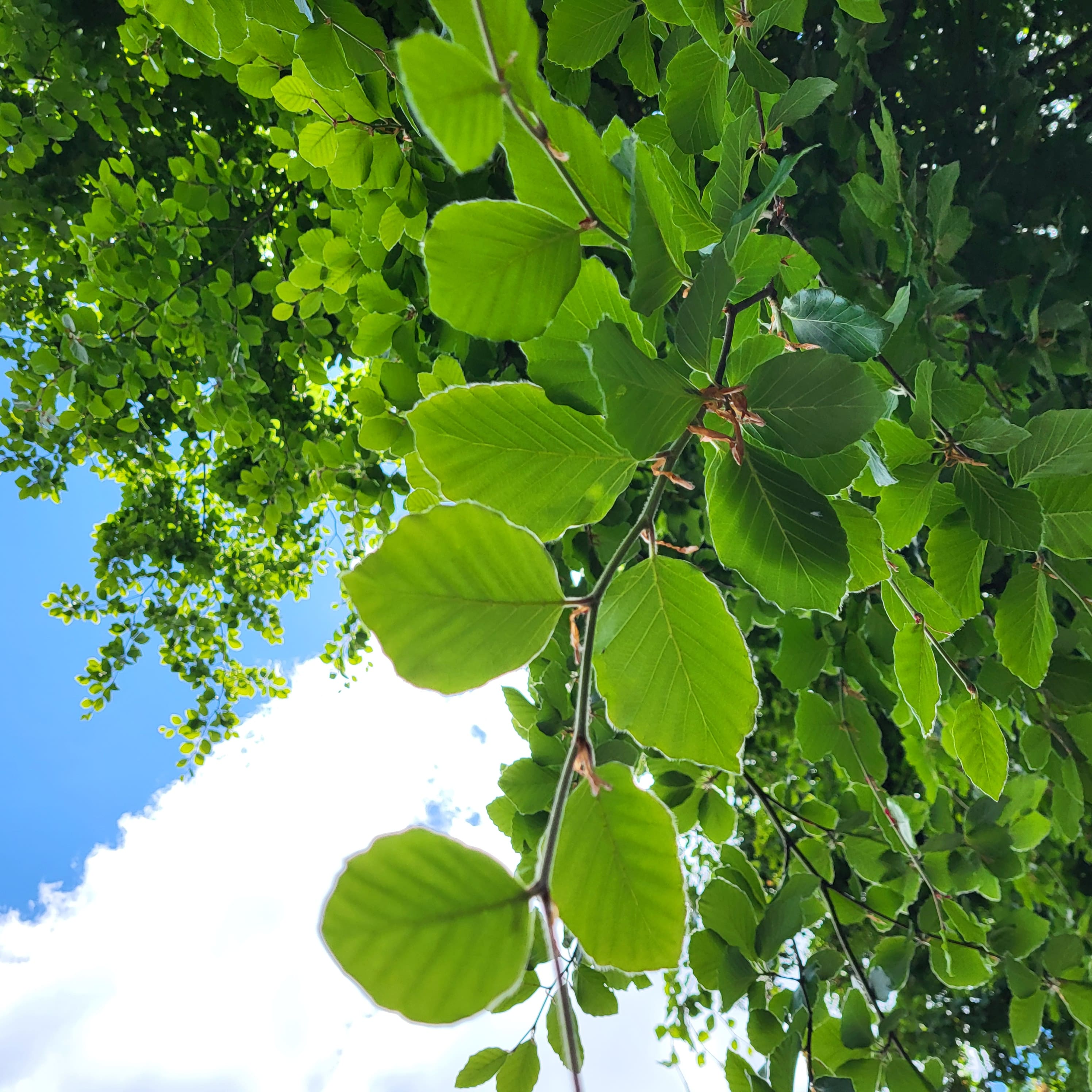 Beech Tree Detail