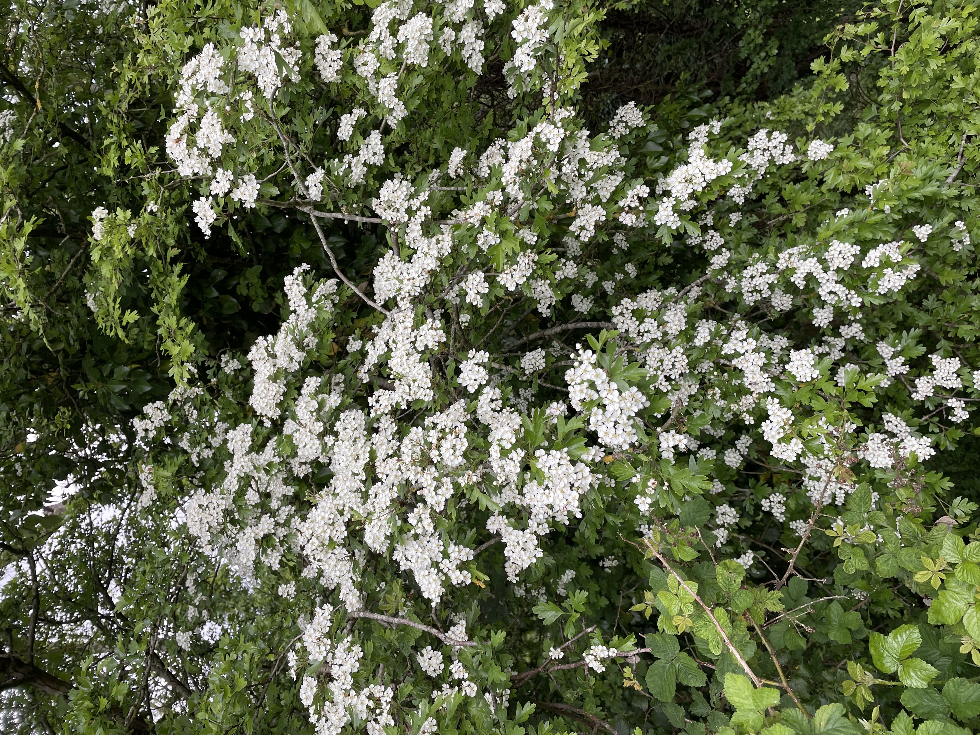 Hawthorn Tree Detail