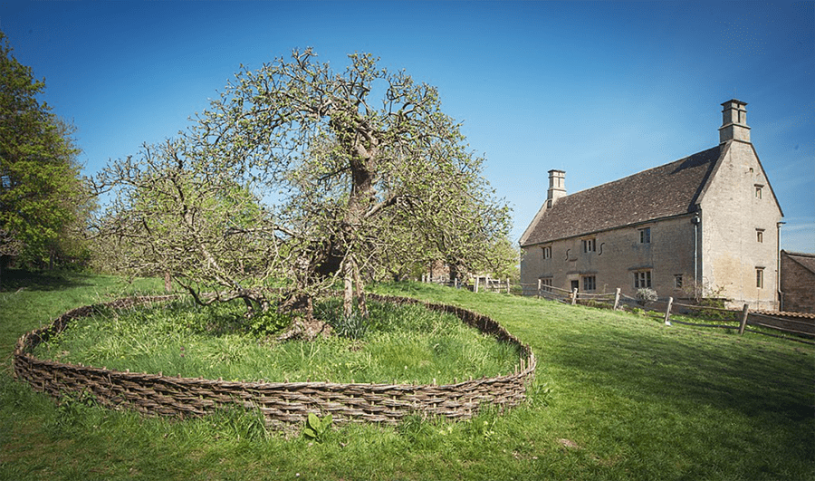 Newton's Apple Tree